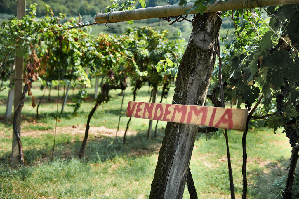 Вілла Massimago Wine Relais Mezzane di Sotto Екстер'єр фото